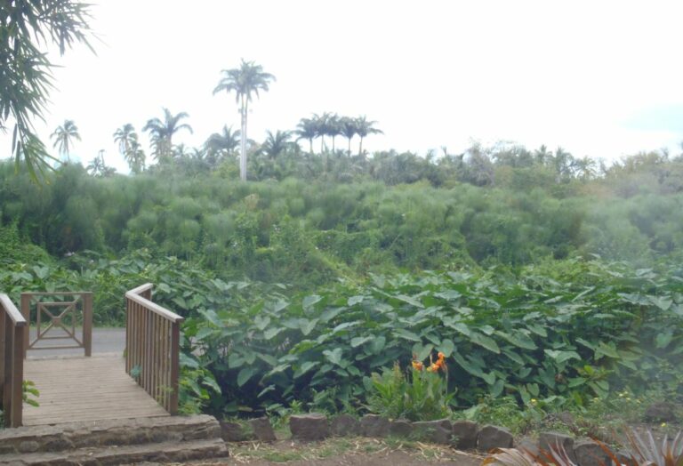 Partir à la Réunion pour un Voyage Solo : Comment Planifier votre Voyage